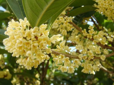 桂花泡茶禁忌，桂花泡水喝的9大禁忌