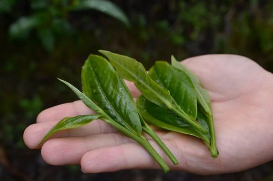 單樅茶什么季節(jié)最好喝，鳳凰單叢茶春茶好還是秋茶好？
