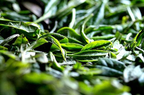 荒野銀針市場(chǎng)價(jià)多少，真正的荒野白毫銀針多少錢？