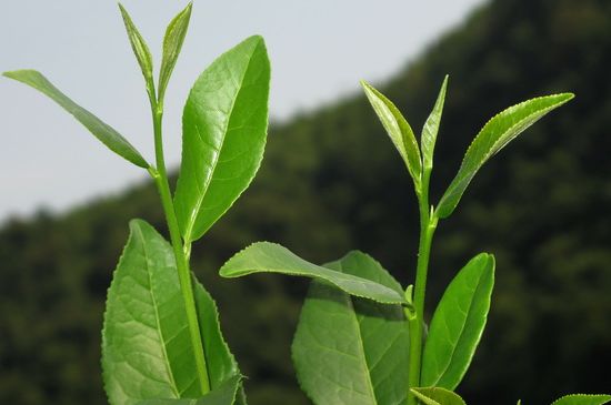 單樅茶什么季節(jié)最好喝，鳳凰單叢茶春茶好還是秋茶好？