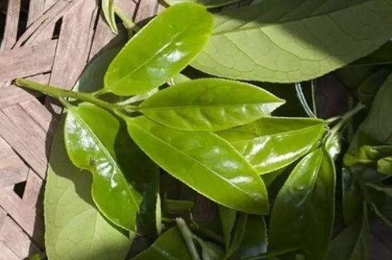 鴨屎香茶哪些人不能飲，什么人不能喝鴨屎香