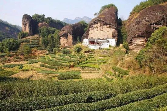 馬頭巖肉桂是大紅袍嗎，大紅袍肉桂屬于什么茶？
