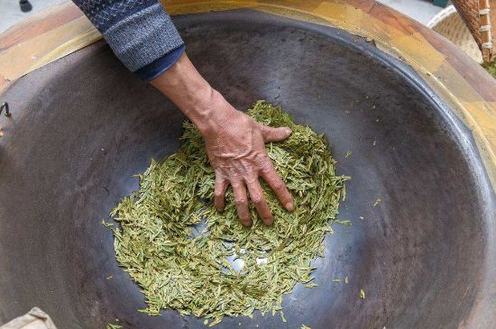 雀舌有一股青草味，雀舌為什么有青草味？