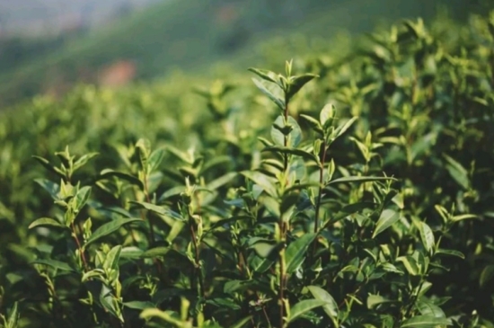 龍井是明前的好還是雨前的好，明前茶和雨前茶哪個(gè)好喝？