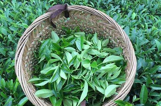 鴨屎香單叢雪片茶的特點，鳳凰雪片茶有什么特點？