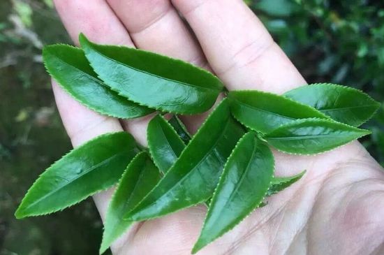 鋸朵仔跟鴨屎香哪個(gè)貴，鋸朵子和鴨屎香哪個(gè)好喝？