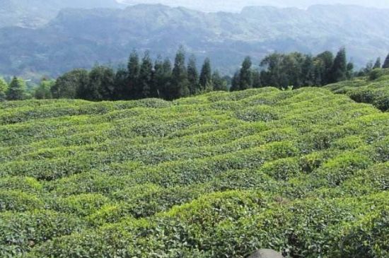 蒙頂山茶種類，蒙頂山哪種茶好？
