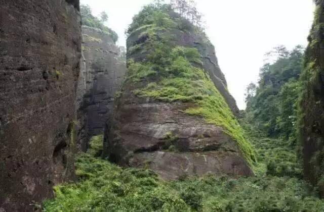 武夷山為什么盛產(chǎn)茶葉，武夷山茶為什么好喝？