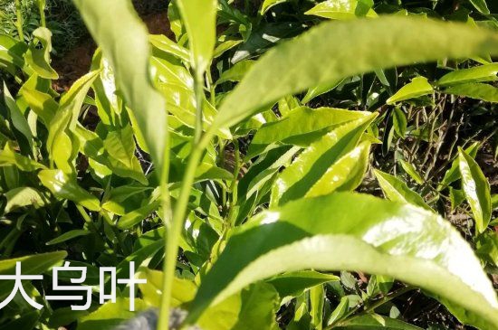 鴨屎香和大烏葉是同一種茶葉嗎，單叢大烏葉和鴨屎香有什么區(qū)別？
