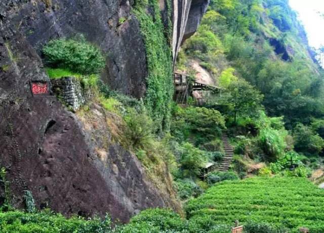武夷山為什么盛產(chǎn)茶葉，武夷山茶為什么好喝？