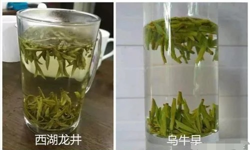 烏牛早和龍井的區(qū)別圖片，龍井43號和烏牛早茶的對比