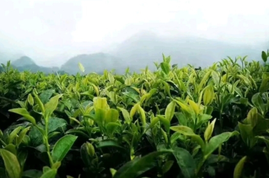 一天3杯紅茶抗癌，常飲紅茶對(duì)身體有好處！