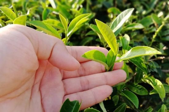 大紅袍四大品種有哪些，大紅袍的種類和著名品種特點(diǎn)介紹