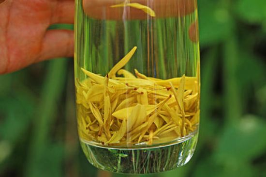 茶中奇葩黃金芽，安吉白茶中黃金芽的特點(diǎn)