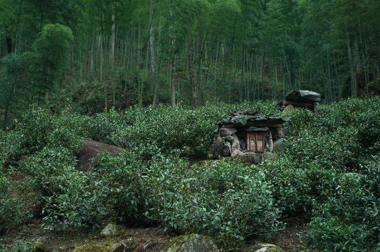 300塊錢的金駿眉能喝嗎，兩三百多金駿眉和一千多區(qū)別