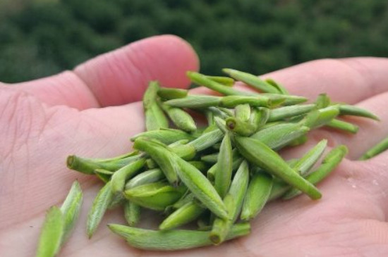什么綠茶茶葉唇齒留香，哪個品種綠茶香氣好？