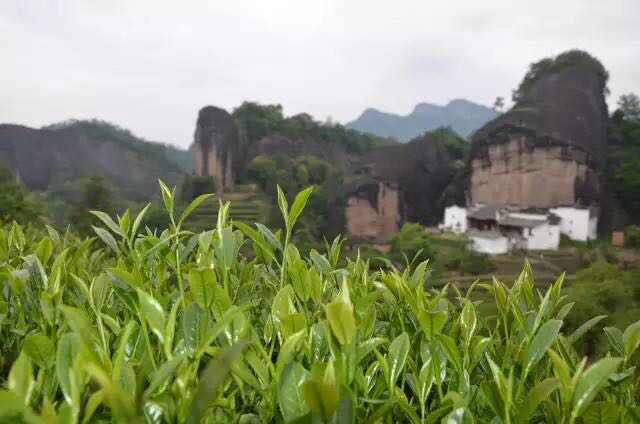 武夷山為什么盛產(chǎn)茶葉，武夷山茶為什么好喝？