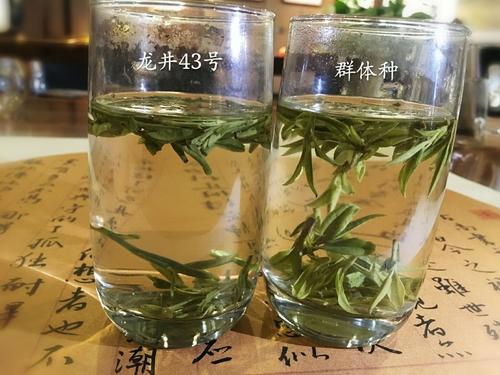 烏牛早和龍井的區(qū)別圖片，龍井43號和烏牛早茶的對比