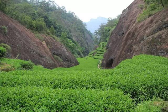 武夷山為什么盛產(chǎn)茶葉，武夷山茶為什么好喝？