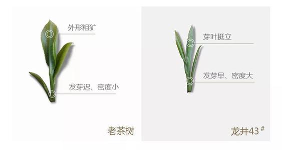 43號龍井屬于好茶嗎，龍井茶43號是什么意思？