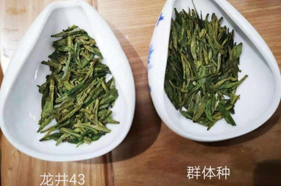 43號龍井屬于好茶嗎，龍井茶43號是什么意思？
