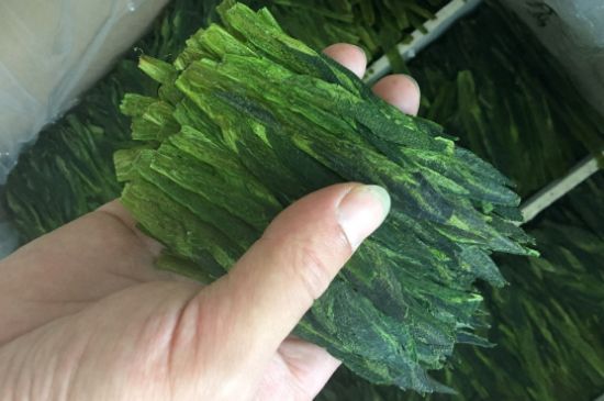 什么綠茶味道濃香，那個(gè)綠茶比較濃香？
