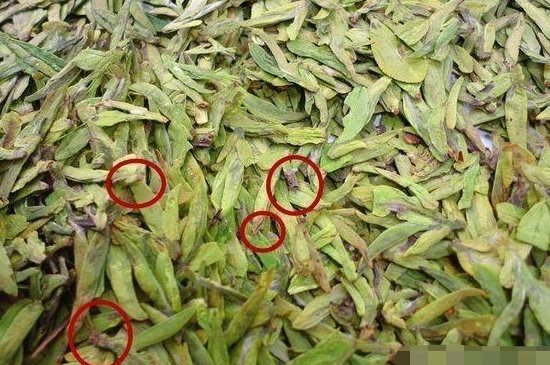 烏牛早和龍井的區(qū)別圖片，龍井43號和烏牛早茶的對比