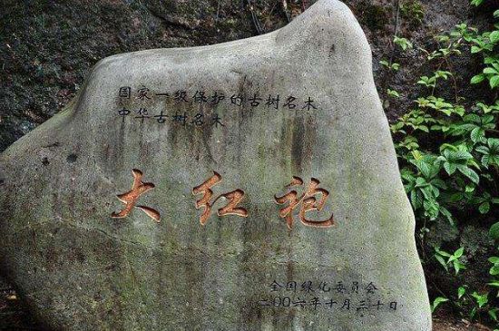 母樹大紅袍給誰喝了，為什么母樹大紅袍叫三棵六株？