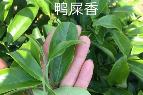 鴨屎香和大烏葉是同一種茶葉嗎，單叢大烏葉和鴨屎香有什么區(qū)別？