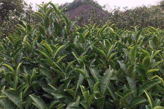 馬頭巖肉桂是大紅袍嗎，大紅袍肉桂屬于什么茶？