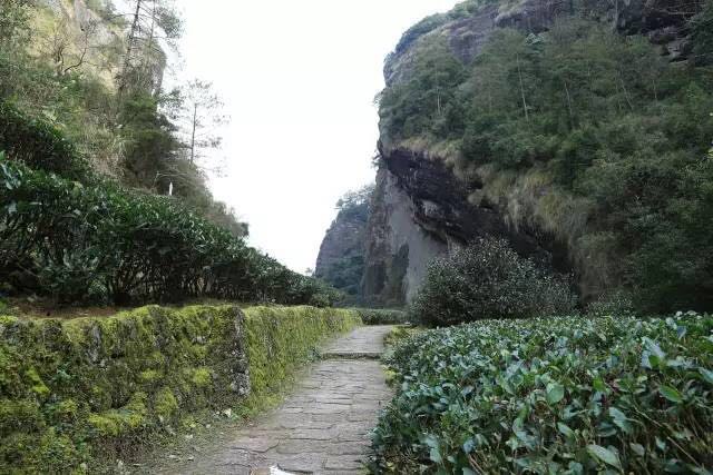 武夷山為什么盛產(chǎn)茶葉，武夷山茶為什么好喝？