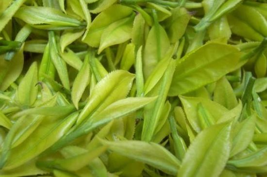 茶中奇葩黃金芽，安吉白茶中黃金芽的特點(diǎn)