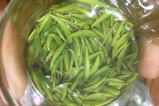 雀舌有一股青草味，雀舌為什么有青草味？