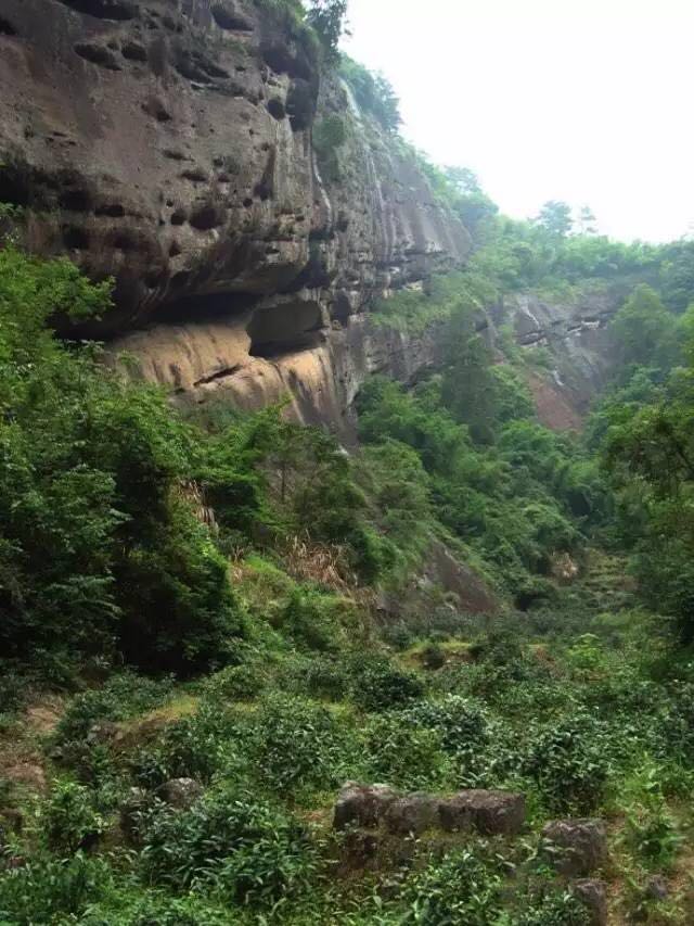 武夷山為什么盛產(chǎn)茶葉，武夷山茶為什么好喝？