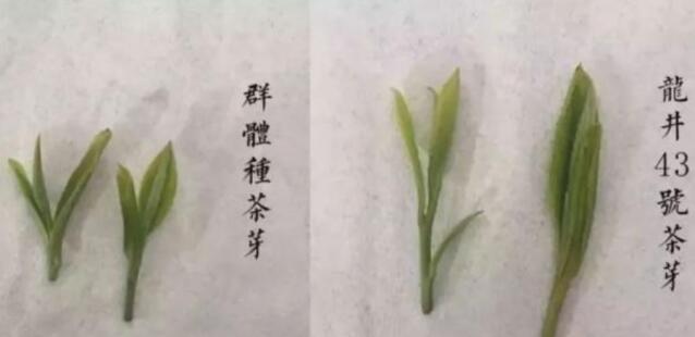 43號龍井屬于好茶嗎，龍井茶43號是什么意思？