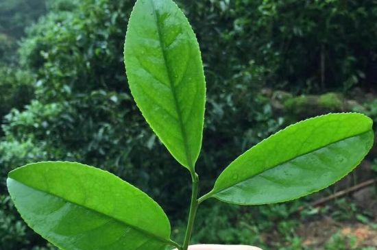 鋸朵仔跟鴨屎香哪個(gè)貴，鋸朵子和鴨屎香哪個(gè)好喝？