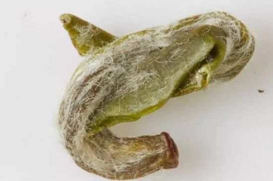 羊巖勾青是綠茶嗎，羊巖勾青茶屬于什么茶？