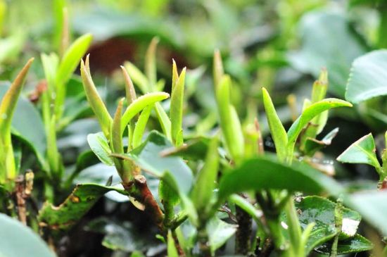 單樅茶什么季節(jié)最好喝，鳳凰單叢茶春茶好還是秋茶好？