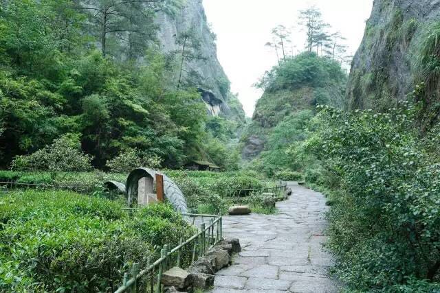 武夷山為什么盛產(chǎn)茶葉，武夷山茶為什么好喝？