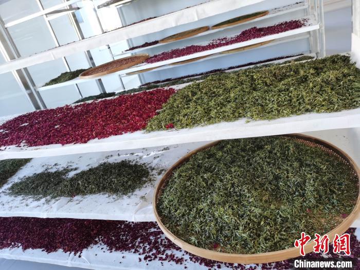圖為王玲玲收購的各種山茶?！⊥貘Q遠(yuǎn) 攝