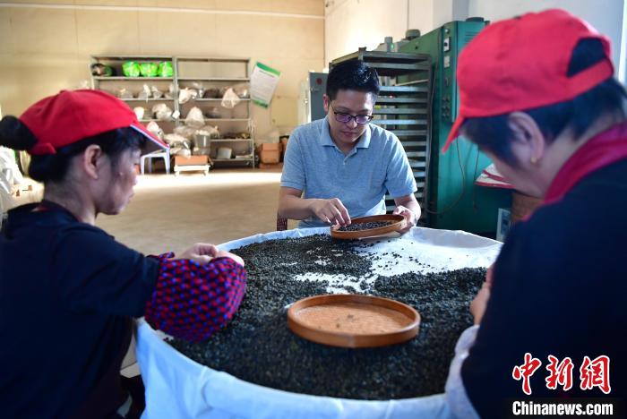 圖為張元豪在生產(chǎn)車間內(nèi)與工人一起查看茶葉品質(zhì)?！埍?攝